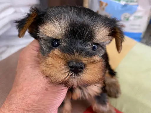 ヨークシャー・テリアの子犬販売