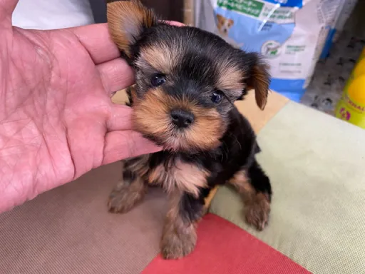 ヨークシャー・テリアの子犬販売