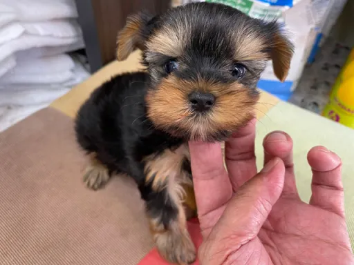 ヨークシャー・テリアの子犬販売