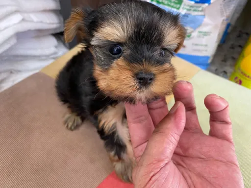 ヨークシャー・テリアの子犬販売