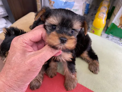 ヨークシャー・テリアの子犬販売