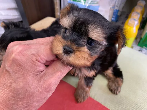 ヨークシャー・テリアの子犬販売