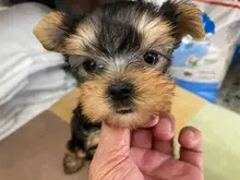 ヨークシャー・テリア