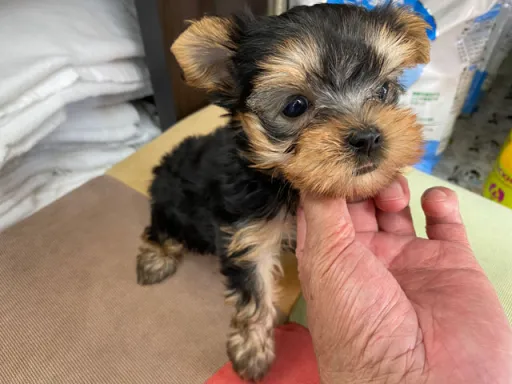 ヨークシャー・テリアの子犬販売