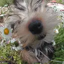 ヨークシャーテリア
Yorkshire Terrier
050-5