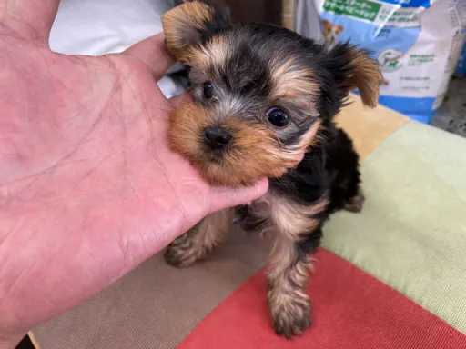 ヨークシャー・テリアの子犬販売