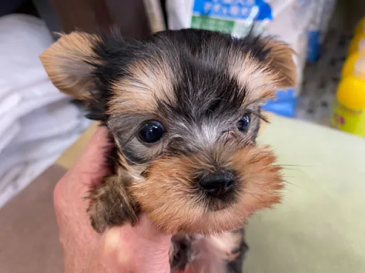 ヨークシャー・テリアの子犬販売