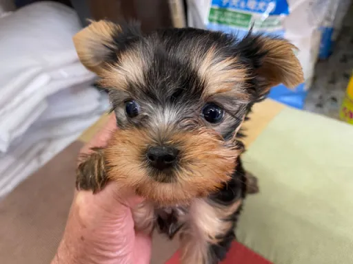 ヨークシャー・テリアの子犬販売