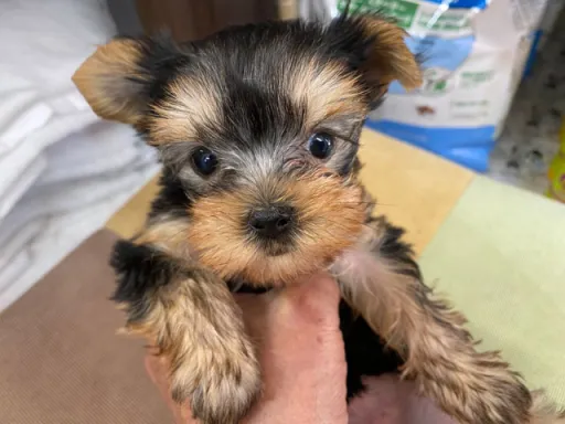 ヨークシャー・テリアの子犬販売