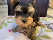 ヨークシャー・テリア