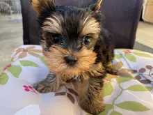 ヨークシャー・テリア