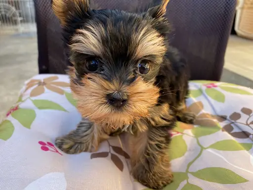 ヨークシャー・テリアの子犬販売