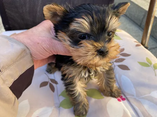 ヨークシャー・テリアの子犬販売