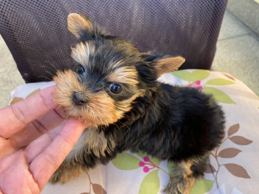 ヨークシャー・テリアの子犬販売