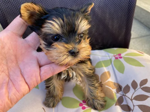 ヨークシャー・テリアの子犬販売