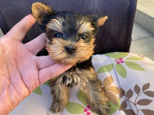 ヨークシャー・テリアの子犬販売