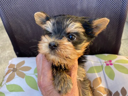 ヨークシャー・テリアの子犬販売