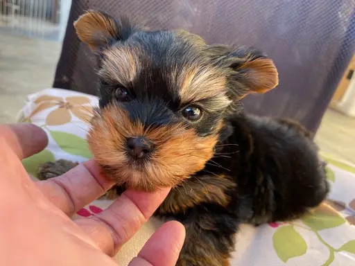 ヨークシャー・テリアの子犬販売