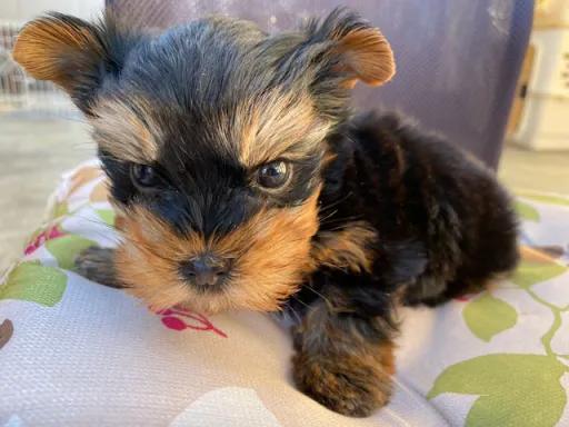 ヨークシャー・テリアの子犬販売