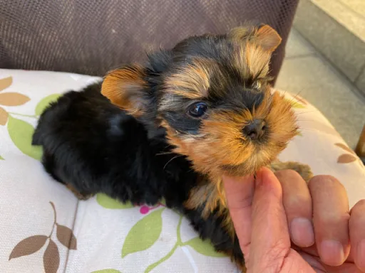 ヨークシャー・テリアの子犬販売