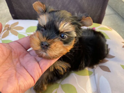 ヨークシャー・テリアの子犬販売