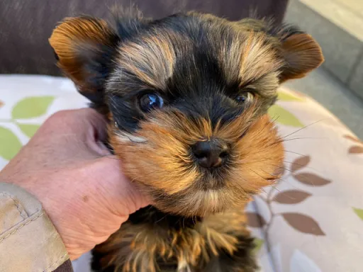 ヨークシャー・テリアの子犬販売
