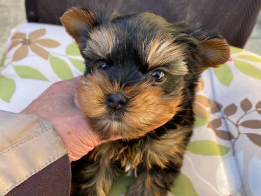 ヨークシャー・テリアの子犬販売