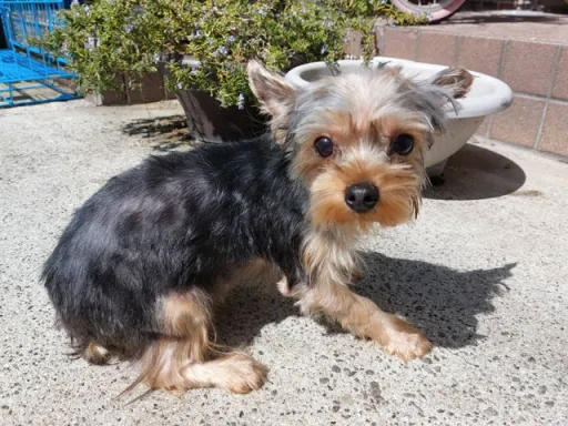 ヨークシャー・テリアの子犬販売