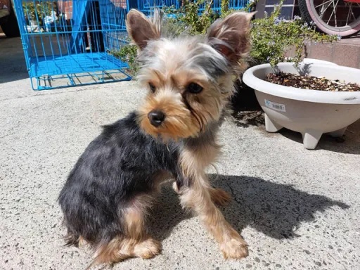 ヨークシャー・テリアの子犬販売