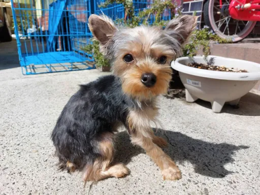 ヨークシャー・テリアの子犬販売