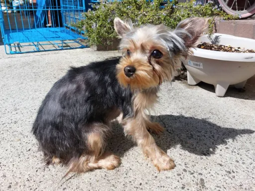 ヨークシャー・テリアの子犬販売