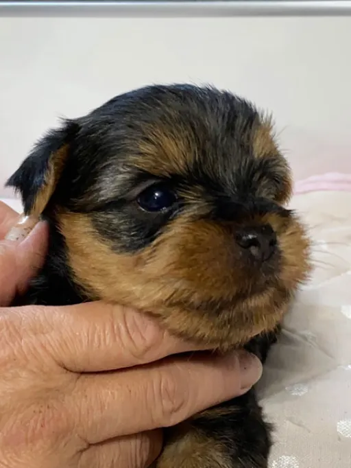 ヨークシャー・テリアの子犬販売