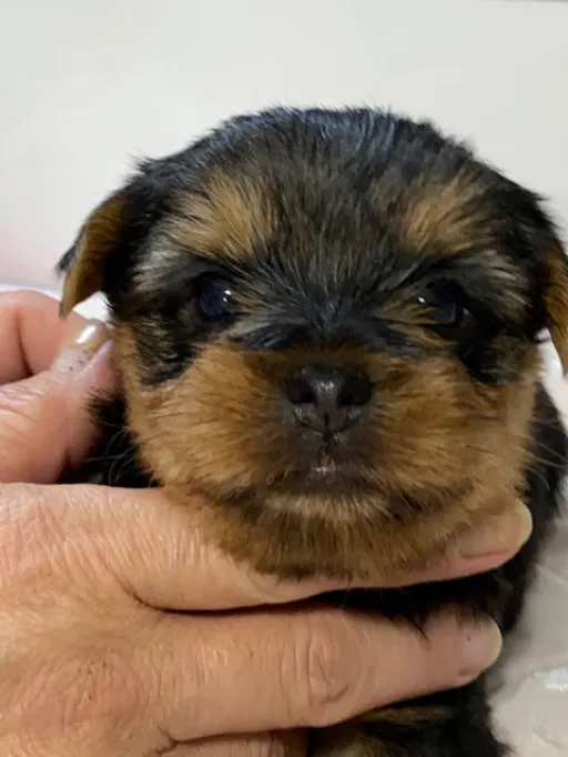 ヨークシャー・テリアの子犬販売