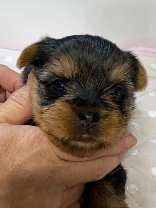 ヨークシャー・テリアの子犬販売