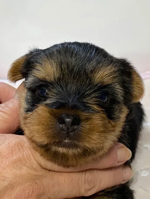 ヨークシャー・テリアの子犬販売