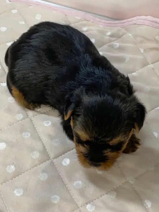 ヨークシャー・テリアの子犬販売