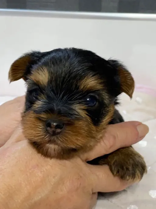 ヨークシャー・テリアの子犬販売