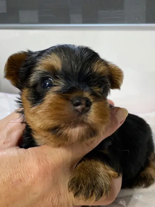 ヨークシャー・テリアの子犬販売
