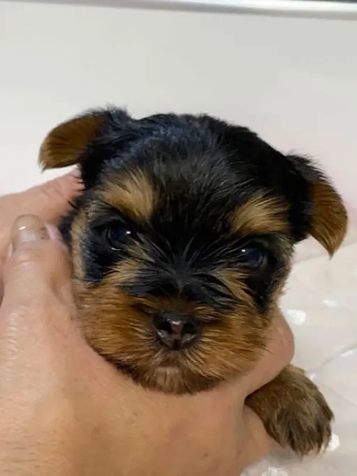 ヨークシャー・テリアの子犬販売