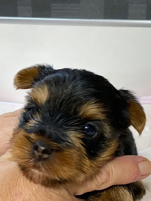 ヨークシャー・テリアの子犬販売