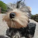 ヨークシャーテリア
Yorkshire Terrier
050-2