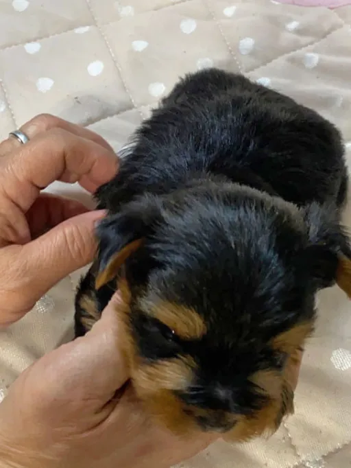 ヨークシャー・テリアの子犬販売