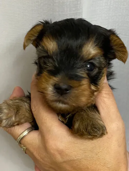 ヨークシャー・テリアの子犬販売