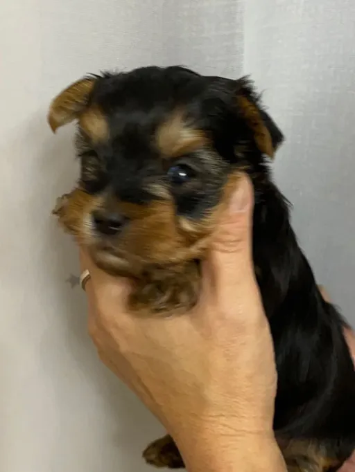 ヨークシャー・テリアの子犬販売