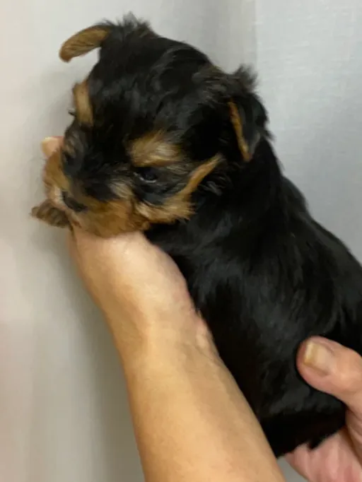 ヨークシャー・テリアの子犬販売
