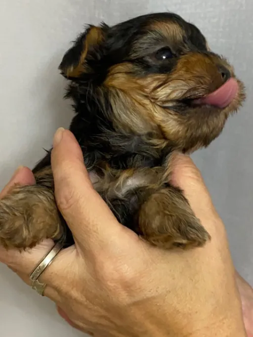 ヨークシャー・テリアの子犬販売