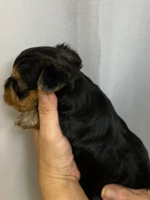 ヨークシャー・テリアの子犬販売