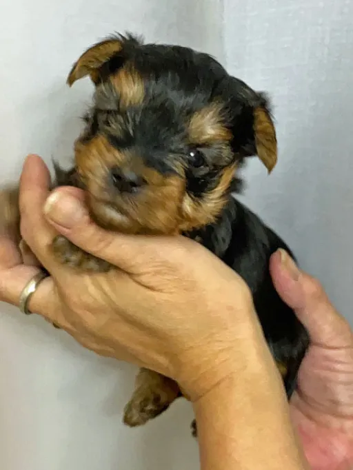 ヨークシャー・テリアの子犬販売