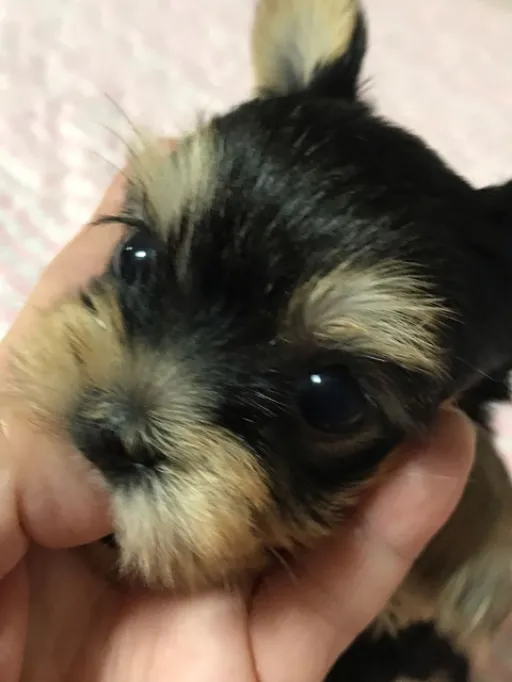 ヨークシャー・テリアの子犬販売