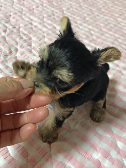 ヨークシャー・テリアの子犬販売